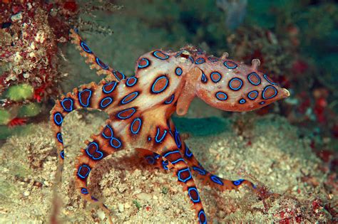 What color is an octopus. Things To Know About What color is an octopus. 